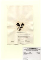 藏品(小葉喇叭藻)的圖片